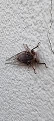 Gelidea torrida