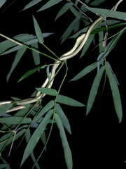 Dendrelaphis pictus