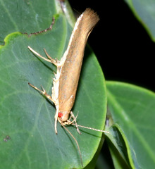 Glaphyristis marmarea