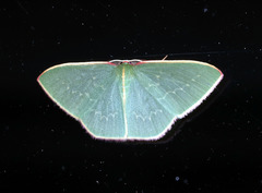 Chlorocoma melocrossa