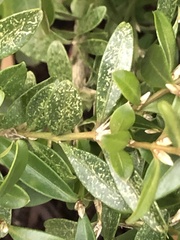 Eurytetranychus buxi