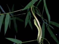 Dendrelaphis pictus