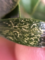 Eurytetranychus buxi