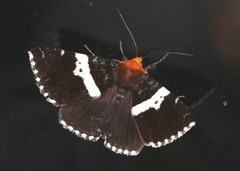 Buzara frontinus