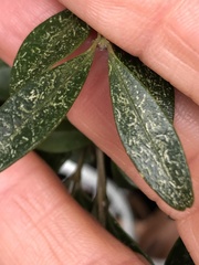 Eurytetranychus buxi