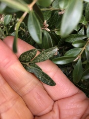 Eurytetranychus buxi