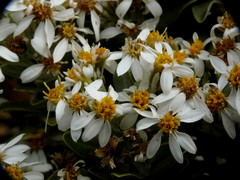 Olearia moschata