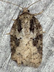 Acleris fuscana