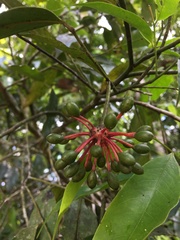 Guatteria dolichopoda