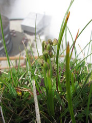 Chamorchis alpina