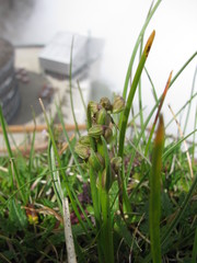 Chamorchis alpina