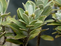 Olearia moschata