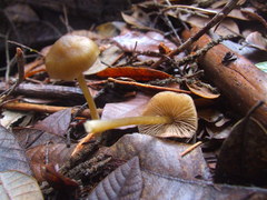 Entoloma formosum