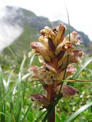 Orobanche reticulata