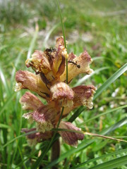Orobanche reticulata