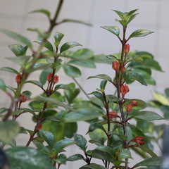 Nematanthus
