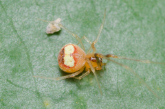 Theridion flavonotatum