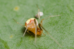 Theridion flavonotatum