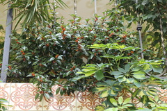 Nematanthus