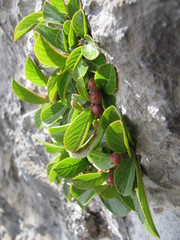 Rhamnus pumila