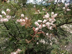 Mimosa adenantheroides