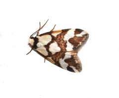 Thallarcha staurocola