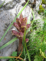 Orobanche reticulata