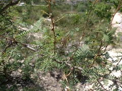Mimosa adenantheroides