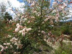 Mimosa adenantheroides