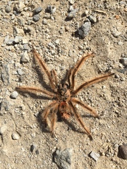 Phrixotrichus vulpinus