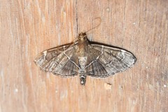 Lamprosema pelealis