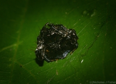 Arkys speechleyi
