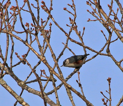 Sitta europaea amurensis