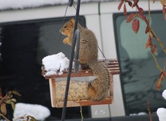Sciurus niger