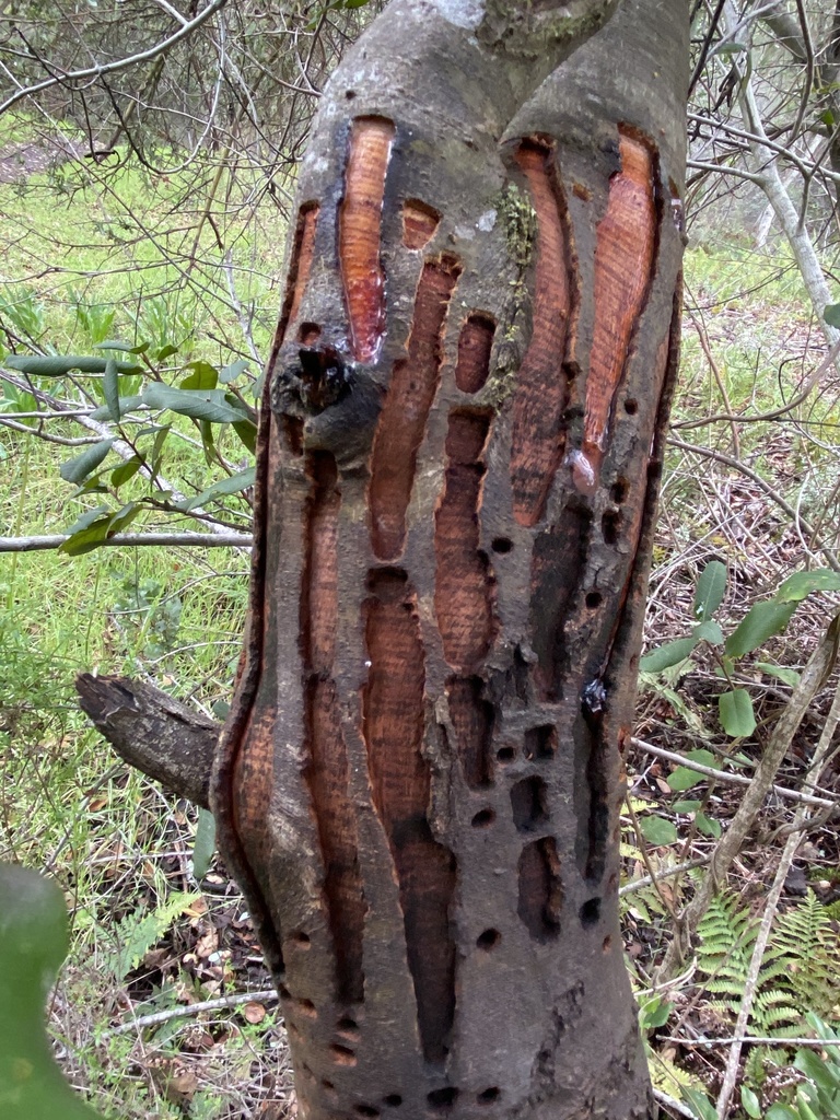 Sapsuckers from S Palomar Dr, Redwood City, CA, US on February 15, 2021 ...