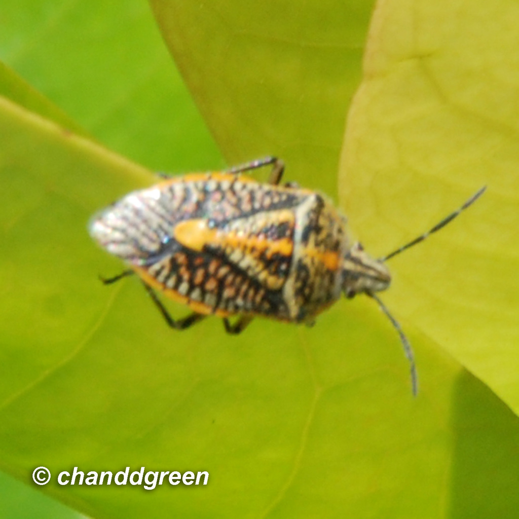 Agonoscelis nubilis