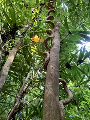 Bauhinia ungulata