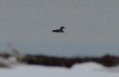 Gavia immer image