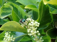 Trichiotinus lunulatus