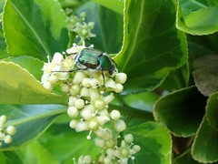 Trichiotinus lunulatus