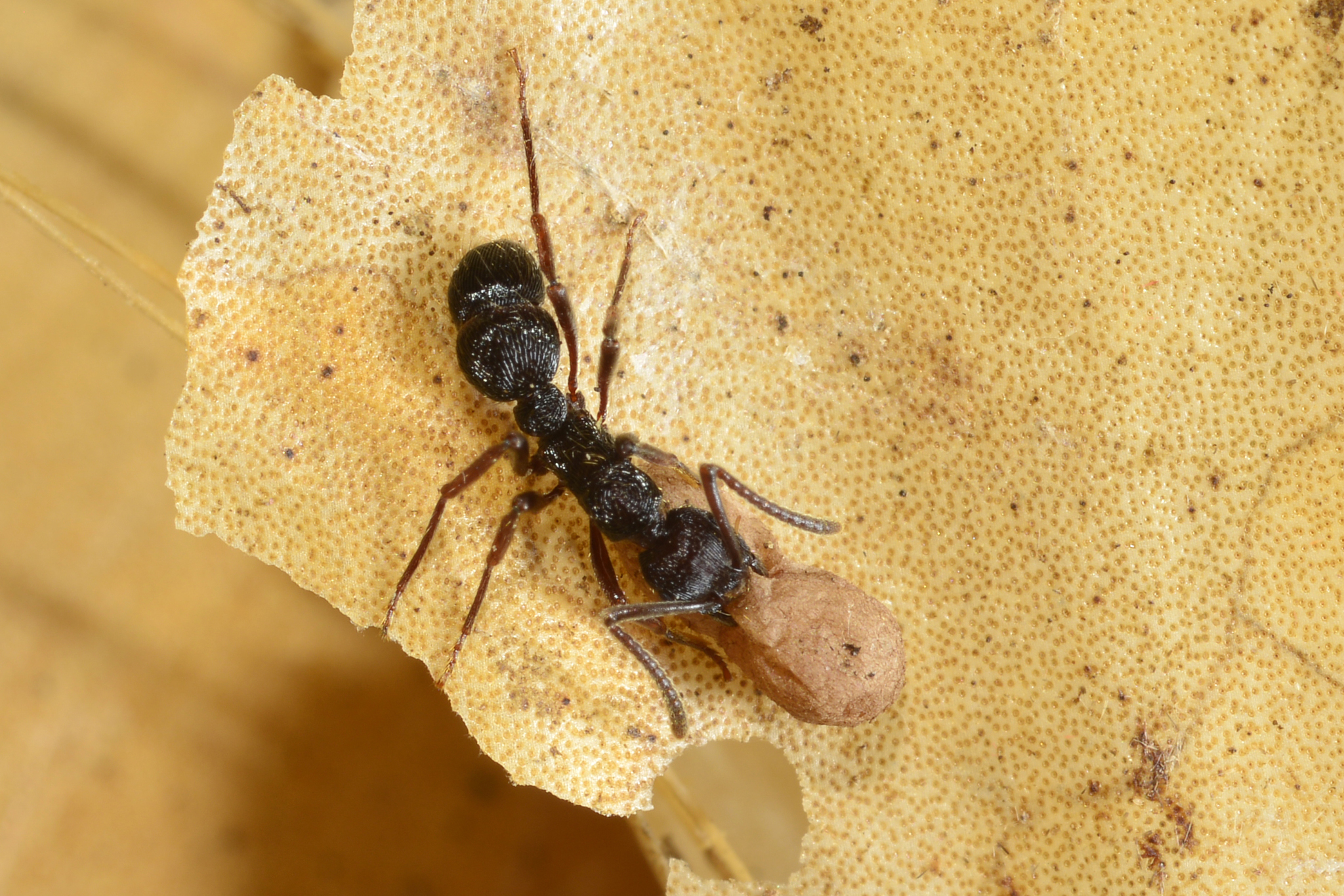 Holcoponera striatula