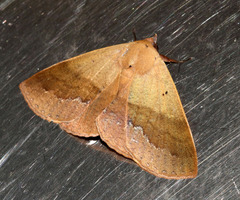 Ophyx ochroptera