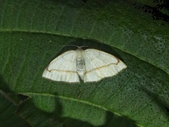 Microxydia orsitaria