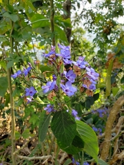 Eranthemum