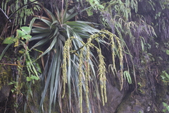 Puya sehuencasensis