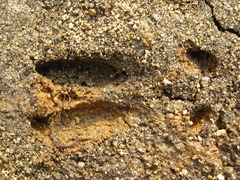 Hydropotes inermis argyropus