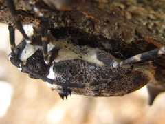 Moechotypa diphysis