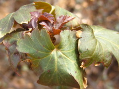 Ribes fasciculatum