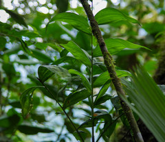 Chamaedorea pinnatifrons