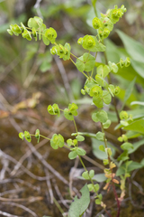 Euphorbia commutata